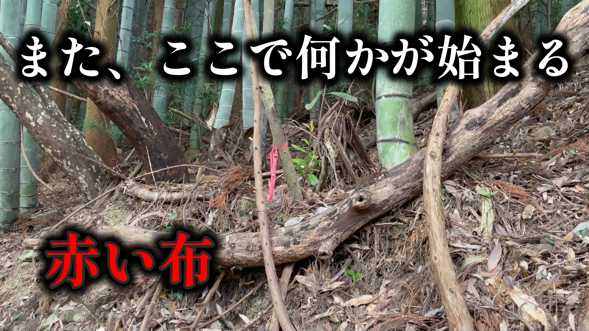 【日傘の女 2025年3月】ポチ男ソロで現地再検証！木に縛られた赤いひも